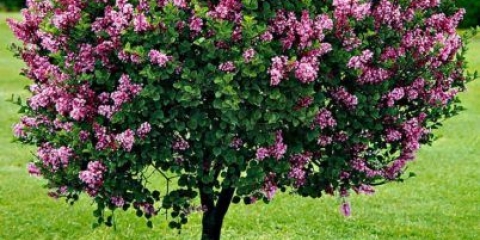 Obični jorgovan kongo: sadnja i njega